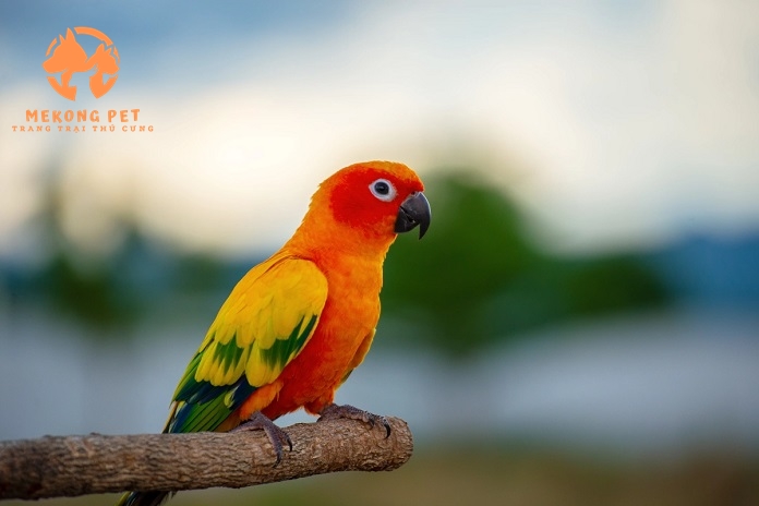 Vẹt Sun Conure có giá dao động từ 3-10 triệu con, mức giá rất dể chịu với môi trường nuôi thú cưng ở Việt Nam